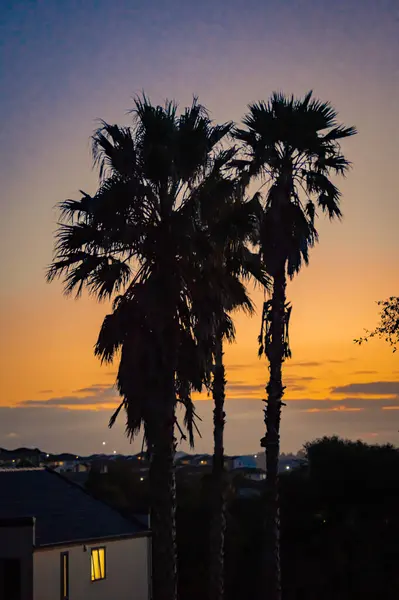 Günbatımında Auckland 'dan gece palmiyeleri