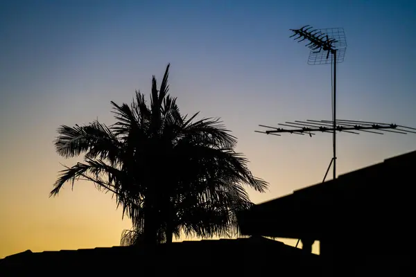 Gece palmiyeleri ve akşam çatıları gün batımında