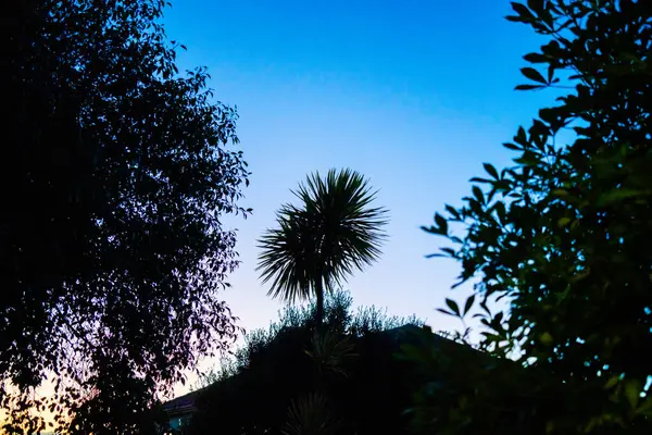 Gün batımında Auckland 'dan gece palmiyesi ağacı