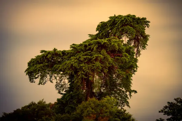 Yeni Zelanda geceleri bulutlarda ağaçlar