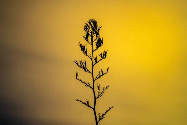 Günbatımında Yeni Zelanda keteni
