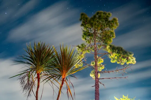 Akşam çamı ve gün batımında palmiye ağaçları