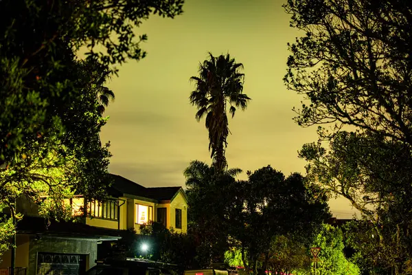 Günbatımında gece palmiyesi