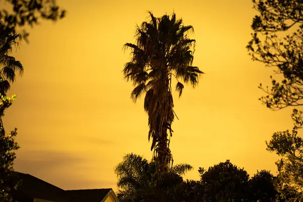 Günbatımında gece palmiyesi