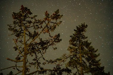 Yeni Zelanda yıldızlarının ışığında gece çam ağaçları