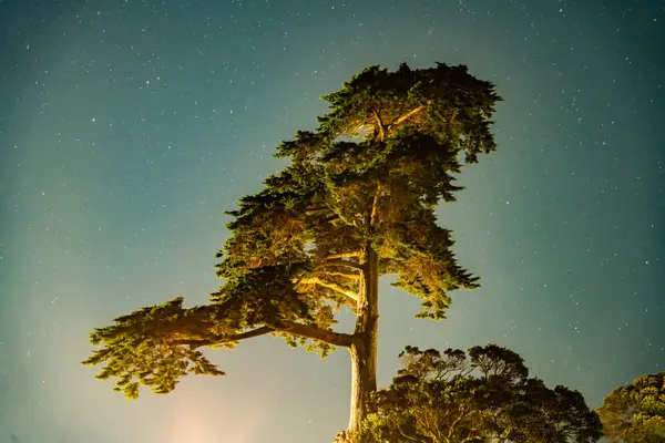 Yeni Zelanda yıldızlarının ışığında gece çam ağaçları