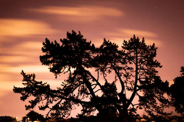 Geceleri ay ışığında çam ağaçları