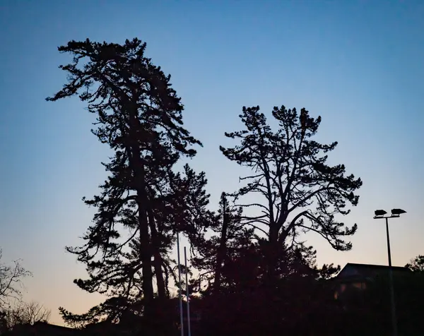 Geceleri ay ışığında çam ağaçları