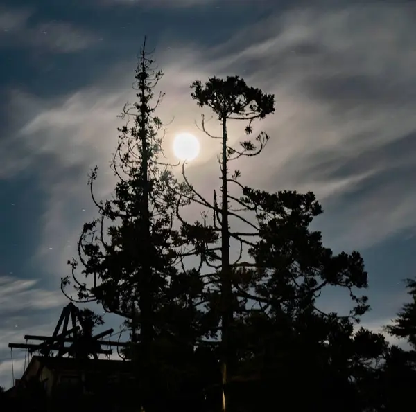 Geceleri ay ışığında çam ağaçları
