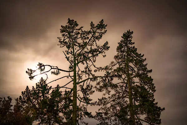 Geceleri ay ışığında çam ağaçları