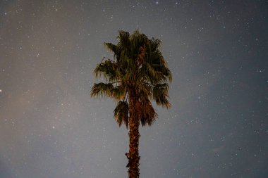 Gece palmiyesi ay ışığında ve yıldızlarda