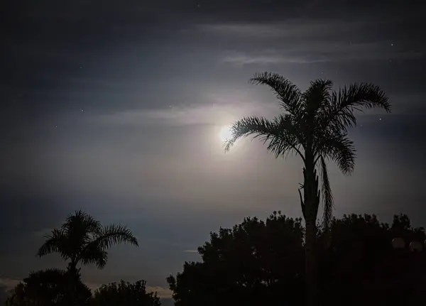 Gece palmiyesi ay ışığında ve yıldızlarda