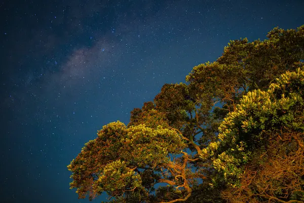 Gece gökyüzü Waiake sahilindeki ağaçların ötesinde