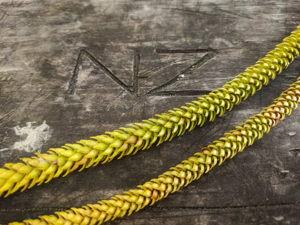 Yeni Zelanda 'nın bir plaj masasına oyulmuş ve bir Norfolk çam ağacının dallarına düşmüş sembolü. Browns Körfezi Sahil Koruma Auckland