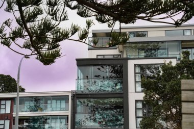 Browns Bay, Auckland, Yeni Zelanda 'daki bir Norfolk çam ağacının dallarından geçen binaların cam cepheleri.