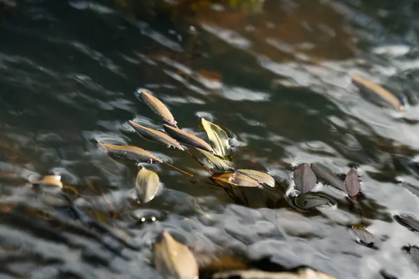 Sherwood Resort, Browns Bay, Auckland, Yeni Zelanda 'daki Potamogeton su bitkisinin yaprakları