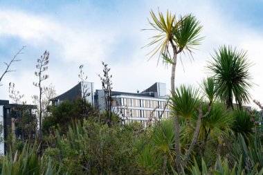 Albany bölgesi, Auckland, Yeni Zelanda Albany Gölleri Parkı 'nın yeşilliği boyunca.