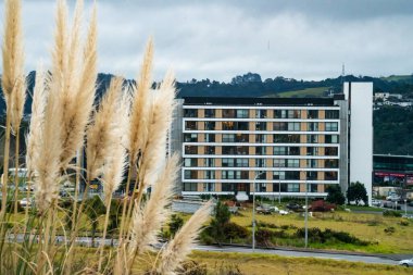 Albany bölgesi, Auckland, Yeni Zelanda Albany Gölleri Parkı 'nın yeşilliği boyunca.