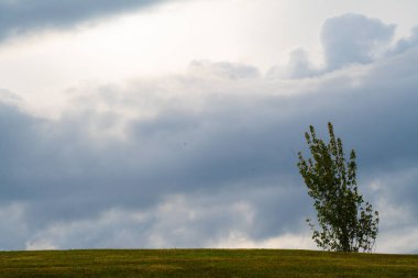 Çimenli bir açıklık ve kenarında küçük bir ağaç.