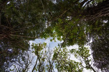 Ormandaki ağaçların üzerinden gökyüzü Gills Manzarası Rezervi, Auckland, Yeni Zelanda