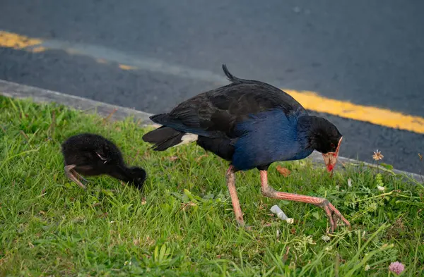 Çimenlerde Pkeko, Yeni Zelanda 'da Albany adlı bir civcivi besliyor.