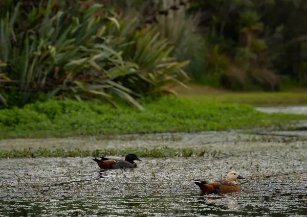 Auckland 'ın yerleşim alanı olan Albany' de Yeni Zelanda keteni ve ördekleri olan bir göl..