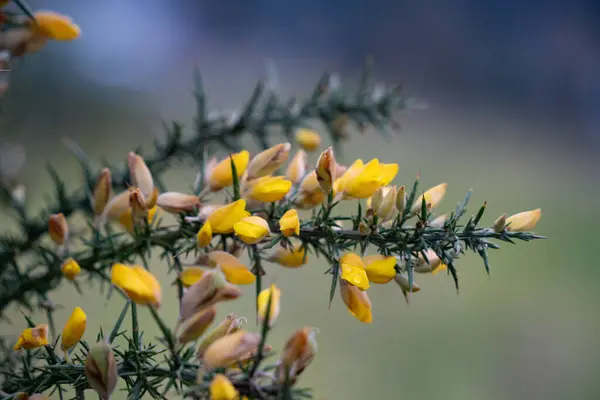 Çiçekli sarı çalılar Ulex, Albany, Auckland