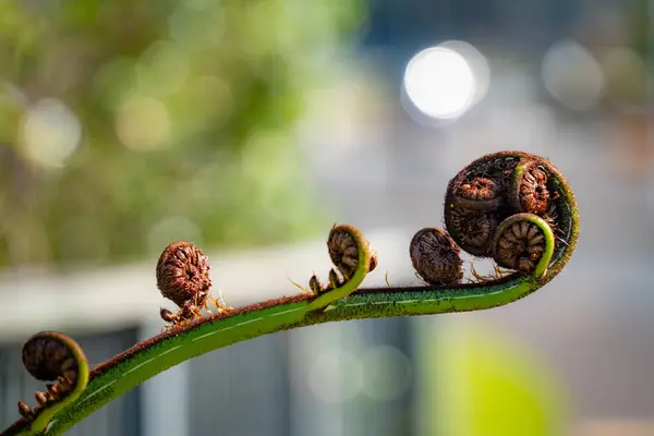 Bir eğrelti otu, Yeni Zelanda 'daki Albany Köprüsü' nün çitlerinden geçerek kaldırıma çıktı..