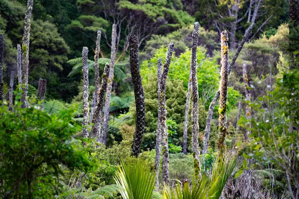 Gills Manzara Rezervindeki Orman Çalılıkları, Auckland, Yeni Zelanda