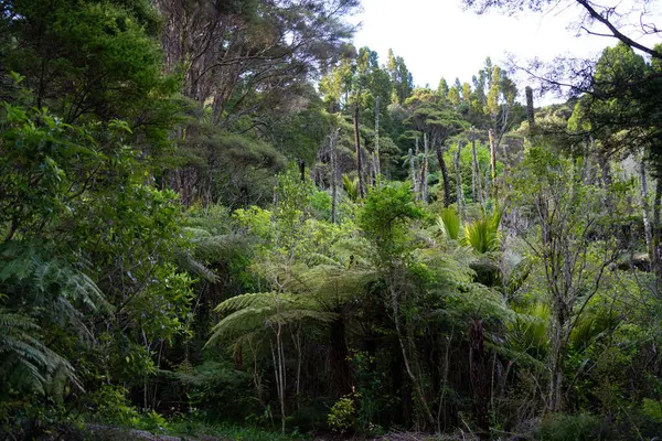 Gills Manzara Rezervindeki Orman Çalılıkları, Auckland, Yeni Zelanda
