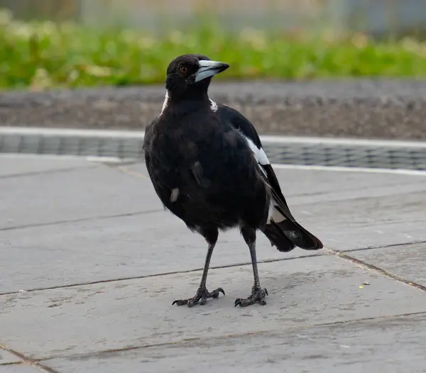 Avustralyalı Saksağan yol boyunca yürüyor