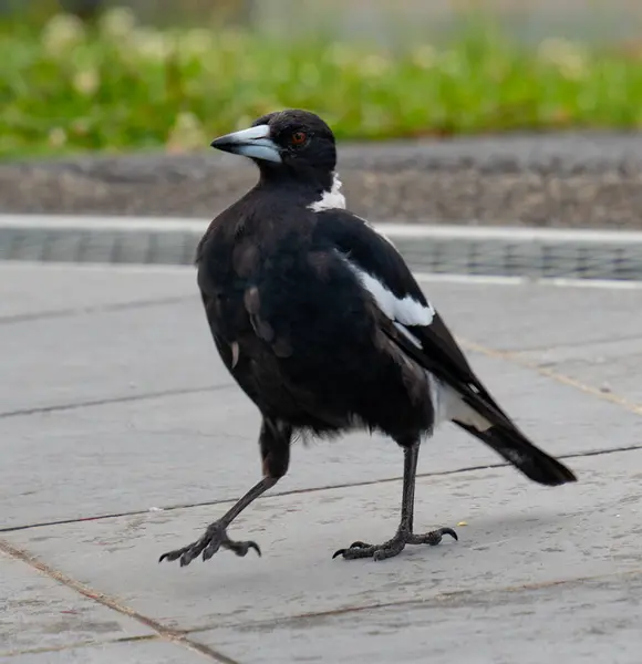 Avustralyalı Saksağan yol boyunca yürüyor