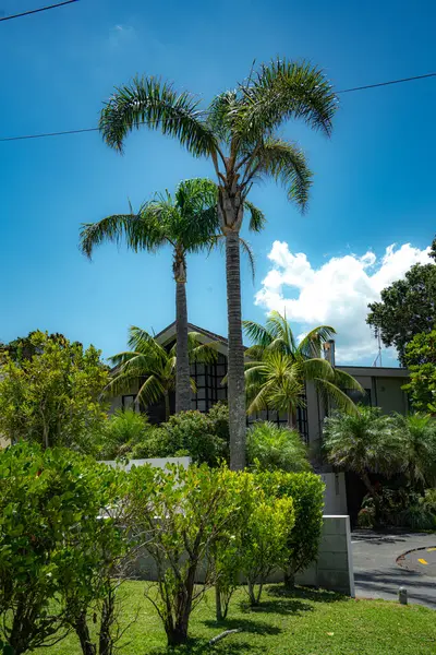 Evlerin çatısı ve cephesi, sokağın palmiye ağaçları ve yeşilliklerinin arkasında gizlidir.