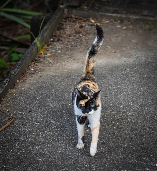 Auckland, Dr Park 'ta yolda duran bir kedi.