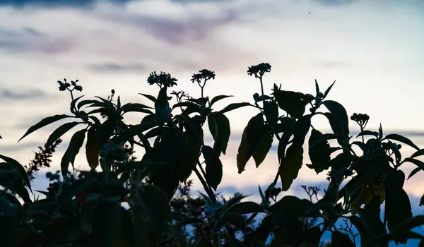 Bitkiler Albany, Auckland 'da akşam güneşinin batışında