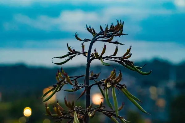 Albany, Auckland 'ın akşam ışıklarında Yeni Zelanda keteni