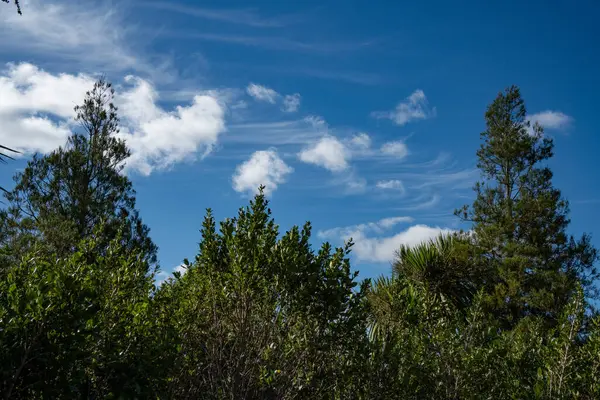 Albany Lakes Park, Auckland 'ın tepelerinde mavi gökyüzünde sirk bulutları.