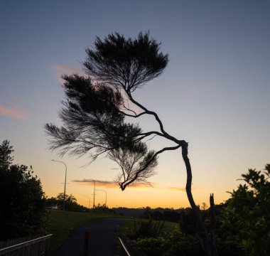 Gün batımında eğilmiş Ağaç, Albany, Auckland