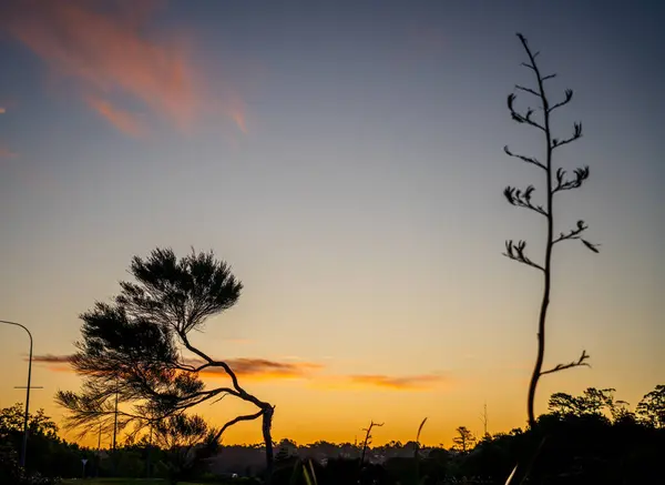 Alışılmadık ağaç silueti ve Yeni Zelanda keteni Albany, Auckland 'da günbatımında