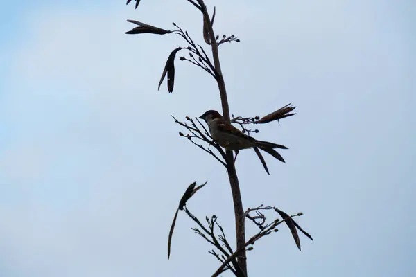 Yeni Zelanda 'nın keten dalında bir serçe akşam lambası altında, bir tohum kapsülü gibi kuyruğuyla