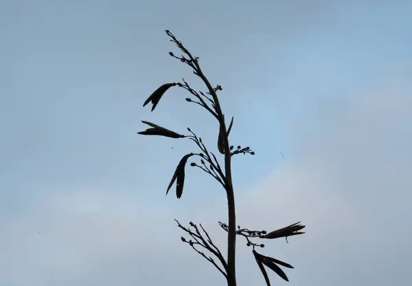 Yeni Zelanda Flax şubesinin akşam arkaplanındaki silueti