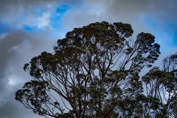 Auckland akşam gökyüzünde okaliptüs ağacı tepesi