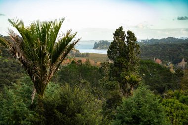 Yeni Zelanda 'nın Titirangi ormanı ufukta ada ve körfez var.