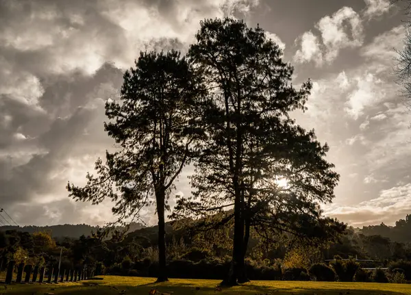 Titirangi Parkı, Auckland 'daki ağaçtan geçen güneş ışığı...