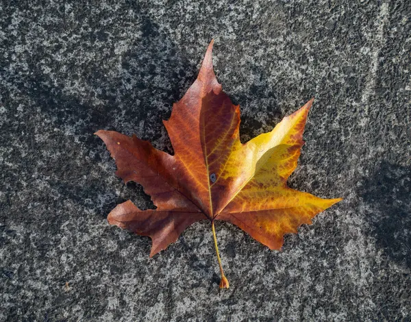 Asfalta düşmüş sarı akçaağaç yaprağı
