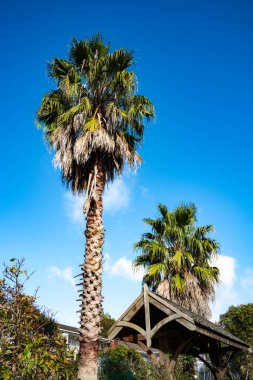 Uzun palmiye ağaçları, tahta çatı, Titirangi, Auckland