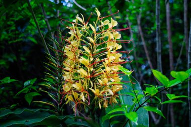 Auckland 'ın Titirangi bölgesindeki Yeni Zelanda ormanında Hedychium gardnerianum (Kahili Ginger) çiçeği