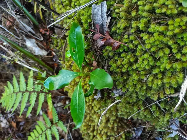 Titirangi Ormanı, Auckland 'da yosun üzerinde yeşil bir filiz..