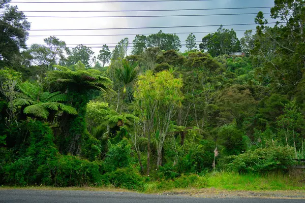 Titirangi bölgesinde Yeni Zelanda Ormanı, Auckland