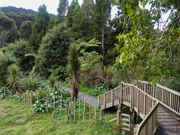 Titirangi bölgesindeki tropikal Yeni Zelanda ormanında tahta köprü.